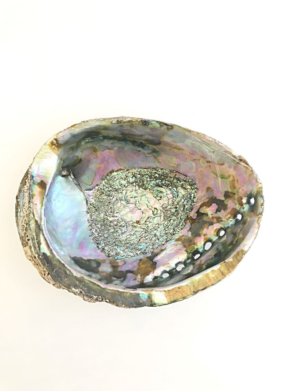 Abalone Shell