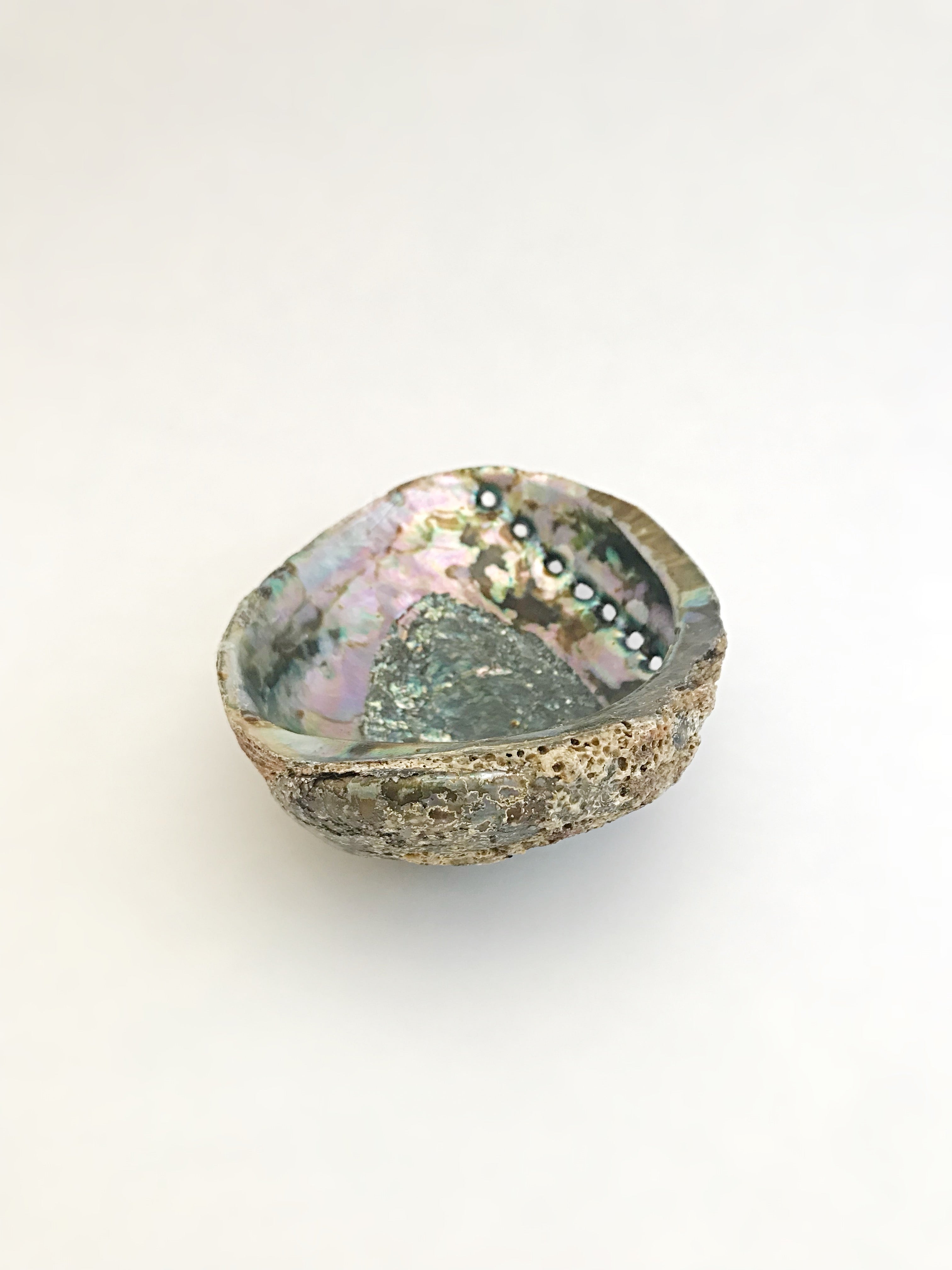 Abalone Shell
