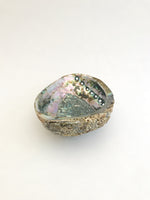 Abalone Shell