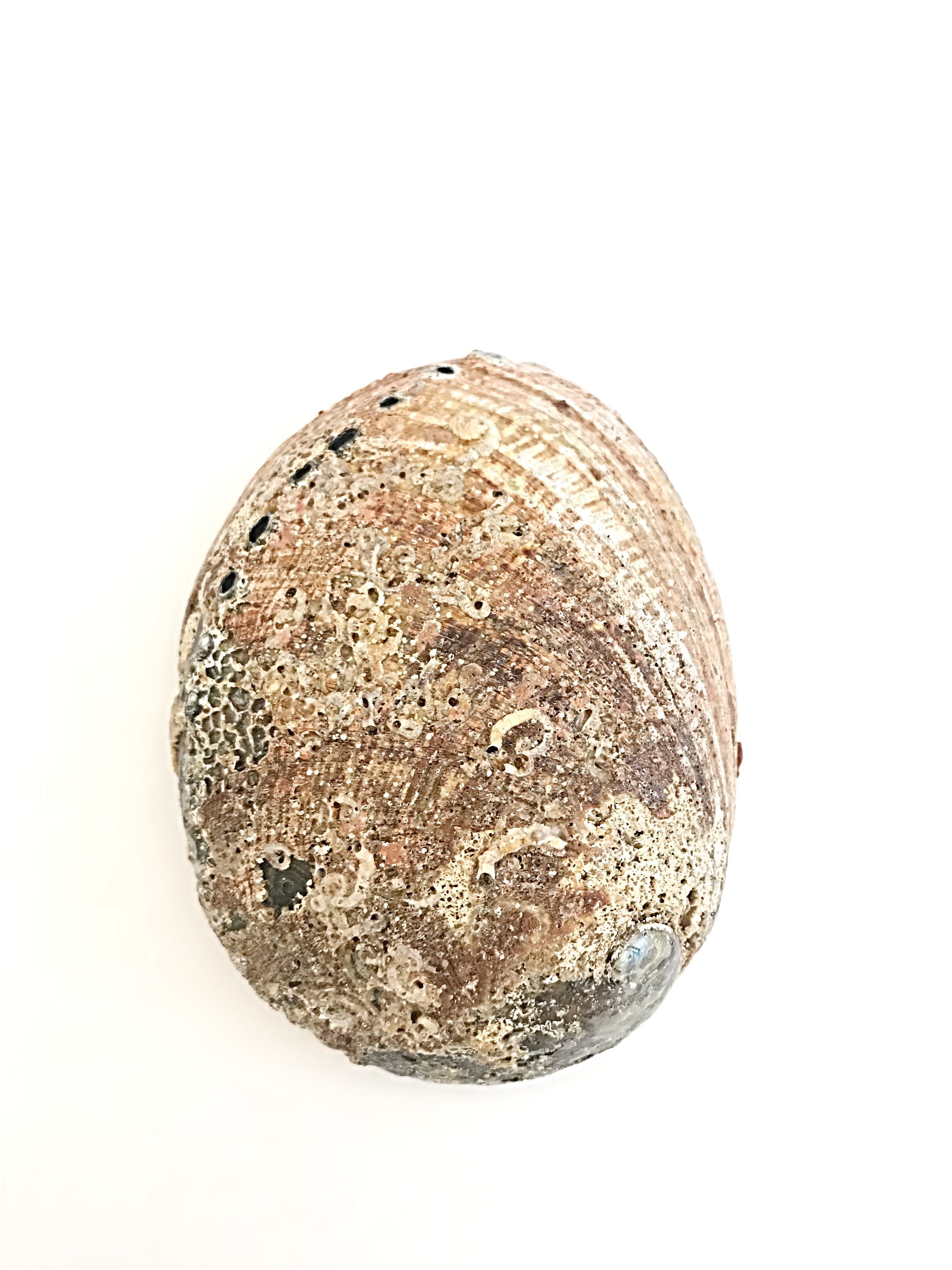 Abalone Shell