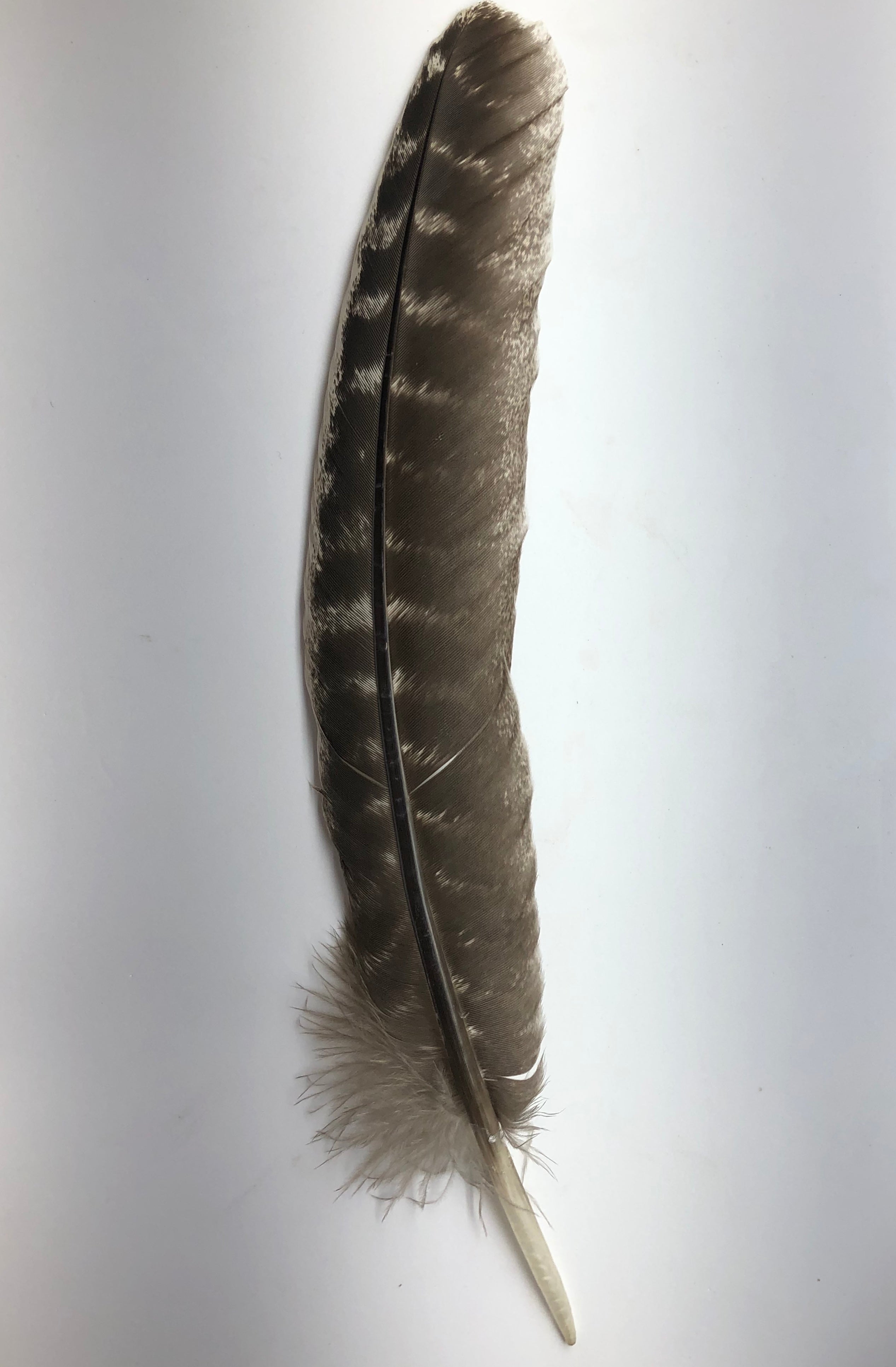 Turkey Feather