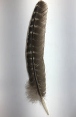 Turkey Feather