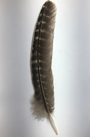 Turkey Feather