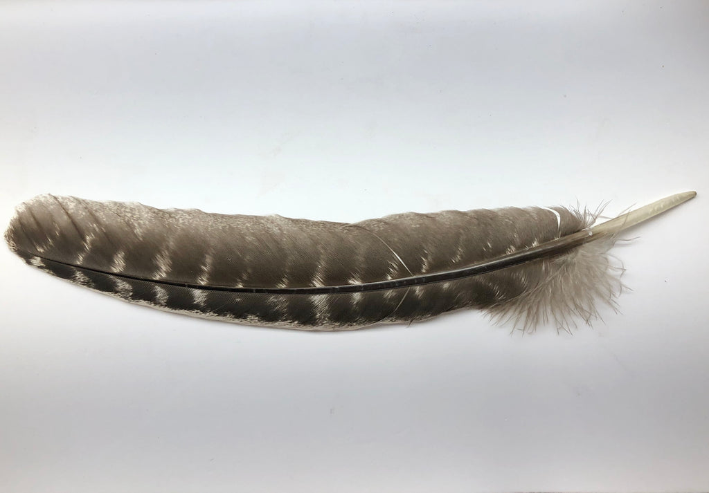 Turkey Feather