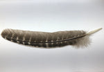 Turkey Feather